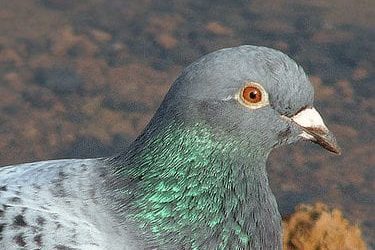 How Will Local Search Be Impacted by Google Pigeon?