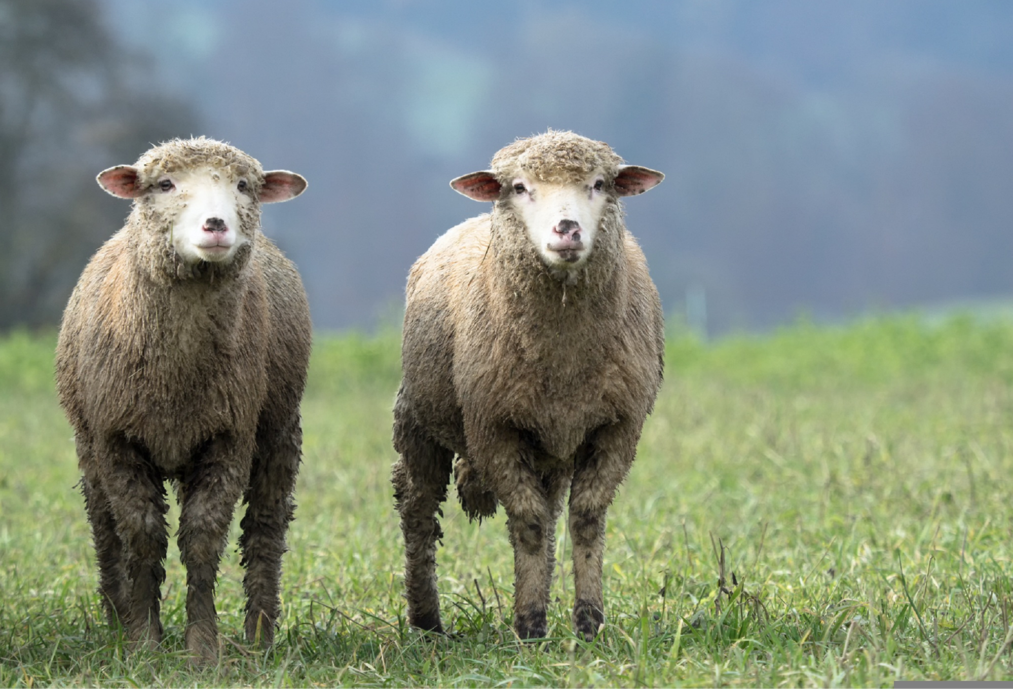 Look alike sheep